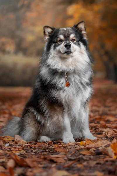 Retrato Cão Lapphund Finlandês Natureza Outono Outono — Fotografia de Stock