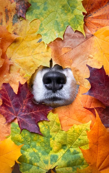 Sonbaharda ya da sonbaharda renkli yapraklardan dışarı bakan bir köpeğin burnu.