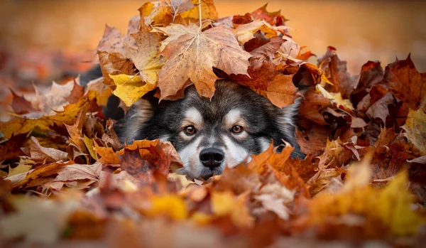 Retrato Cão Lapphund Finlandês Escondido Sob Muitas Folhas Bordo Outono Imagem De Stock