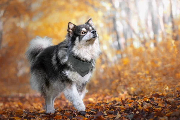 Portrait Chien Finlandais Lapphund Dans Nature Automne Automne — Photo