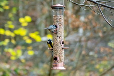 Wild birds eating from bird feeder in autumn or fall