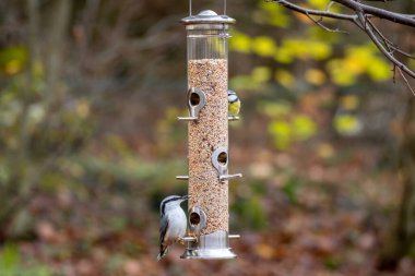 Wild birds eating from bird feeder in autumn or fall