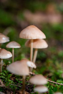 Ormanda ya da sonbaharda ormanda ya da sonbaharda ya da düşerken mantar makrosu yakın plan ya da makro mantar.