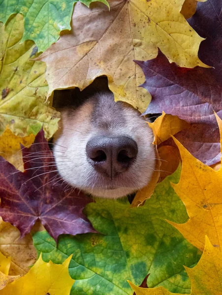 The nose of a dog peeking out from colorful leaves in autumn or fall