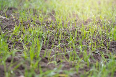 Closeup or macro of green plant on a farm during foggy and wet weather