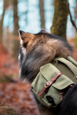 Portrait of Finnish Lapphund dog in nature in autumn or fall, wearing a backpack