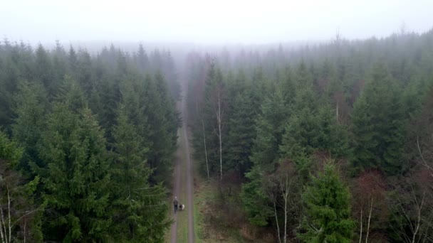 霧の中で犬を森の中を歩く男の空中ビデオ — ストック動画