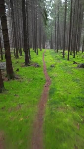Ormanda Koşan Bir Köpeğin Videosu — Stok video