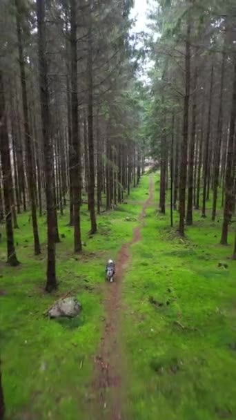 Wideo Psem Biegającym Lesie — Wideo stockowe