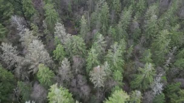 Zdjęcia Lotnicze Lasów Sosnowych Zielonych Białych Drzew — Wideo stockowe