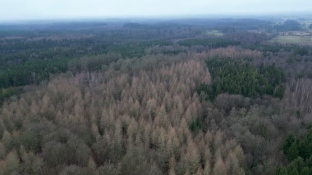 Letecké Video Lesa Podzim Nebo Zimě — Stock video
