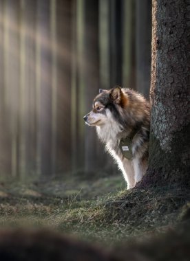 Ormanda ya da ormanda ağaç arkasında duran Fin Lapphund köpeği portresi