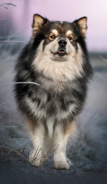 Retrato Perro Lapphund Finlandés Parado Aire Libre Invierno —  Fotos de Stock