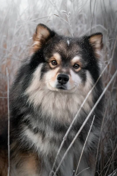 Retrato Cão Lapphund Finlandês Sentado Livre Temporada Inverno — Fotografia de Stock