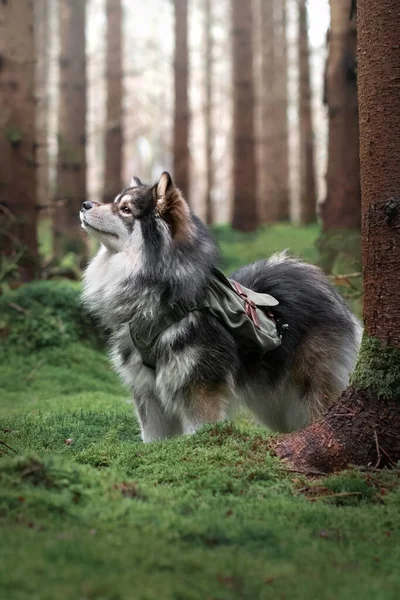 Portrait Chien Finlandais Lapphund Forêt Portant Sac Dos Pour Aventure — Photo