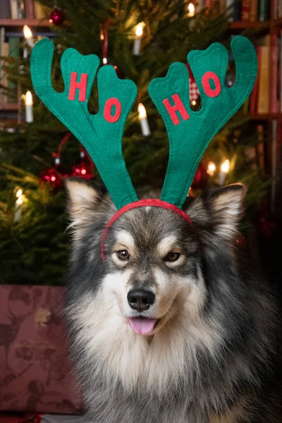 Portret Van Een Finse Lufthond Met Rendierhorens Voor Kerstmis — Stockfoto
