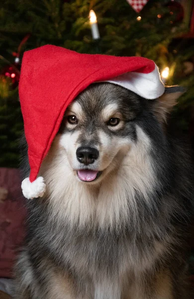 Portret Van Een Finse Lapphund Hond Met Kerstmuts — Stockfoto