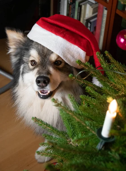 クリスマスのためにサンタの帽子をかぶったフィンランドのラップランド犬の肖像 — ストック写真
