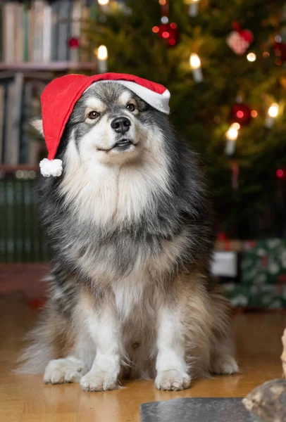 Portret Van Een Finse Lapphund Hond Met Kerstmuts — Stockfoto