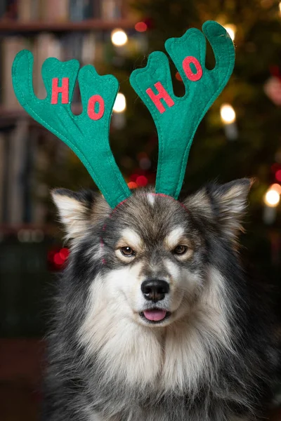 クリスマスにトナカイの角をつけたフィンランドのラップランド犬の肖像 — ストック写真