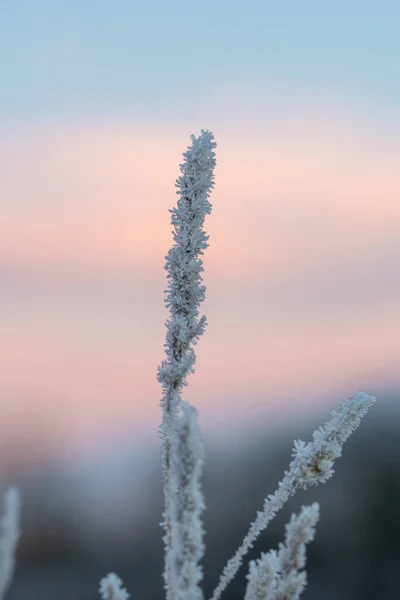 日の出又は日の入りの間の凍結した芝生の藁の閉鎖又はマクロ — ストック写真