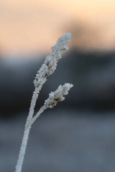 Detailní Záběr Nebo Makro Zamrzlé Trávy Během Východu Nebo Západu — Stock fotografie