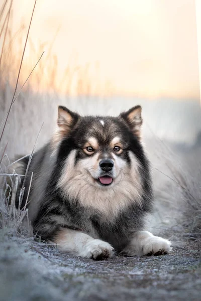 Retrato Del Perro Lapphund Finlandés Acostado Aire Libre Temporada Invierno —  Fotos de Stock