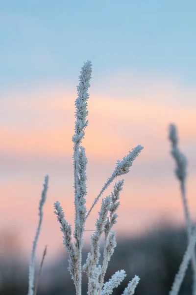 日出或日落时结冰的稻草的遮挡物或宏观物 — 图库照片