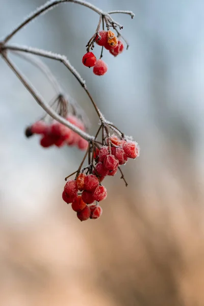 Detailní Záběr Nebo Makro Červených Bobulí Zimě Při Východu Západu — Stock fotografie