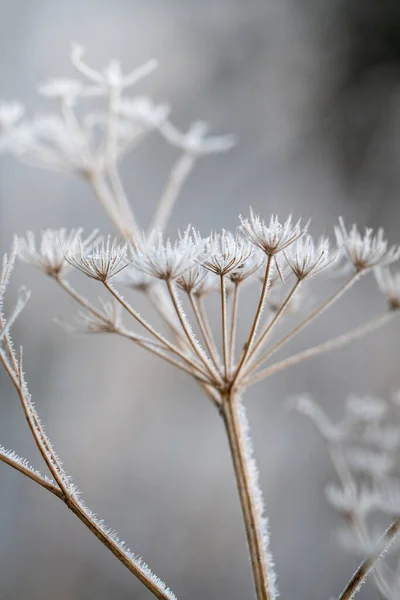 冬に凍結した花や植物の閉鎖またはマクロ — ストック写真