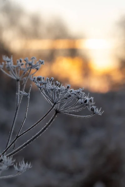 日の出又は日の入りの間の凍結した花又は植物の閉鎖又はマクロ — ストック写真