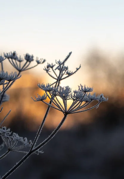 Fechar Macro Uma Flor Planta Congelada Durante Nascer Pôr Sol — Fotografia de Stock