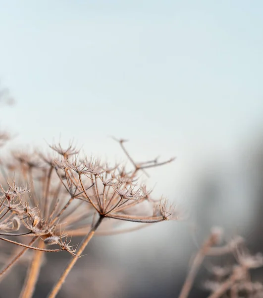 日の出又は日の入りの間の凍結した花又は植物の閉鎖又はマクロ — ストック写真