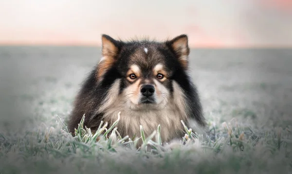 Retrato Cão Lapphund Finlandês Deitado Campo Grama Temporada Inverno — Fotografia de Stock