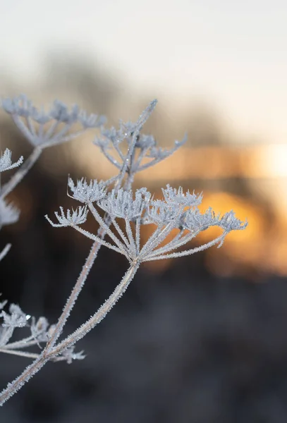 Closeup or macro of a frozen flower or plant during sunrise or sunset