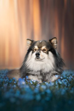 Bahar mevsiminde gün batımında ya da gün doğumunda açık havada mavi çiçeklerin arasında uzanan Fin Lapphund köpeği portresi