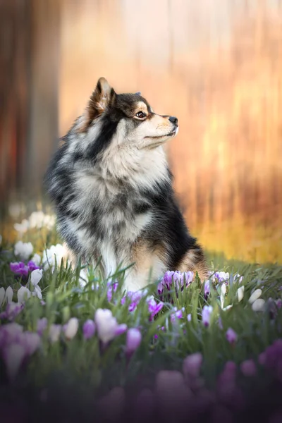 春に屋外で紫色の花の間に座っているフィンランドのラップランド犬の肖像画 — ストック写真