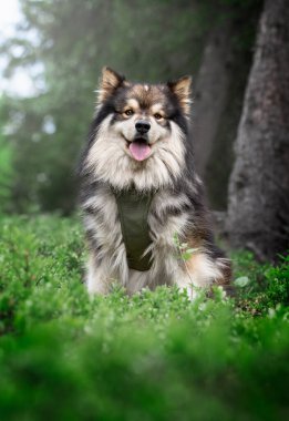Yaz mevsiminde yabanmersini çalılarının arasında oturan Fin Lapphund köpeği portresi