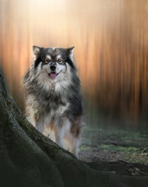 Gün batımında ya da gün doğumunda bir ağacın üzerinde duran Fin Lapphund portresi