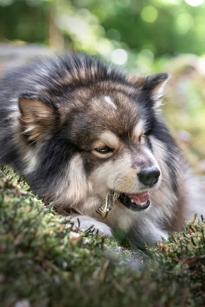 Porträtt Finska Lapphund Som Ligger Ner Och Tuggar Godis Utomhus — Stockfoto