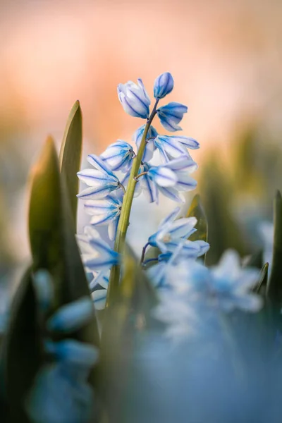 Närbild Blå Blomma Vårsäsongen — Stockfoto
