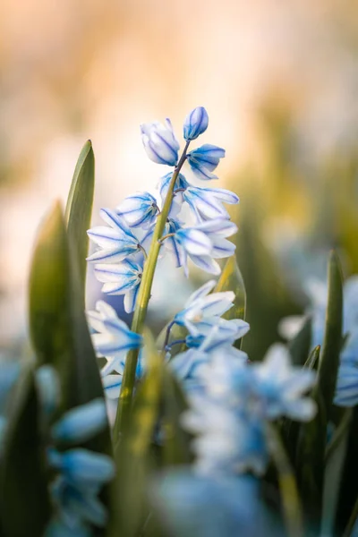 Närbild Eller Makro Blå Blomma Vårsäsongen — Stockfoto