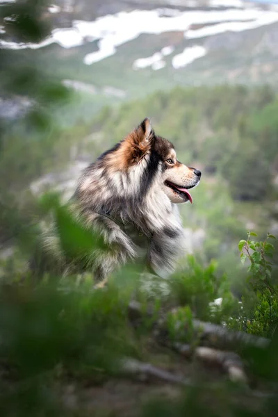 Силуэт Боковой Портрет Финской Лапландской Собаки Сидящей Открытом Воздухе Перед — стоковое фото