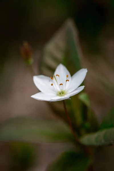 Closeup Macro White Flower Summer — Stock Photo, Image