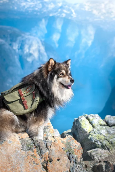 Retrato Cão Lapphund Finlandês Sentado Livre Topo Das Montanhas Temporada — Fotografia de Stock