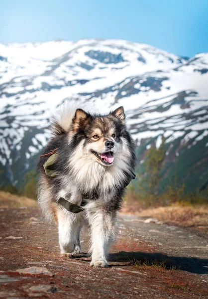 芬兰拉菲狗夏天在山上快乐地在户外奔跑的肖像 — 图库照片