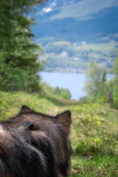 stock image Finnish Lapphund dog looking at landscape, walking or hiking in the mountains in summer season