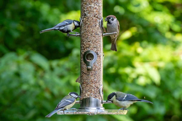 Φωτογραφία Πουλιών Που Τρώνε Σπόρους Από Ταΐστρα Πουλιών Καλοκαίρι Στον — Φωτογραφία Αρχείου