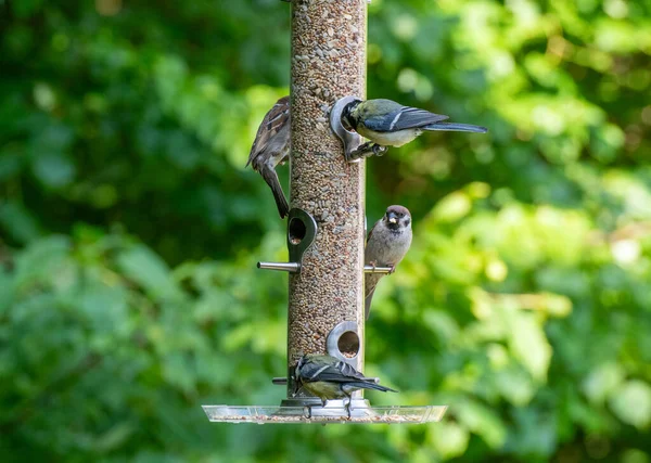 Yazın Bahçede Kuş Yemliğinin Tohumlarını Yiyen Kuşların Fotoğrafı — Stok fotoğraf