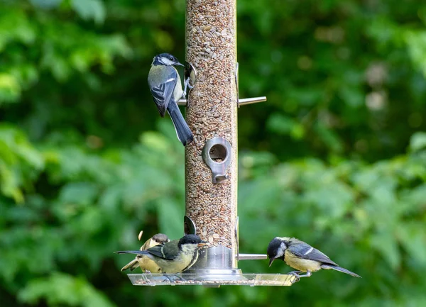 Fotografie Păsărilor Care Mănâncă Semințe Alimentator Păsări Timpul Verii Grădină — Fotografie, imagine de stoc